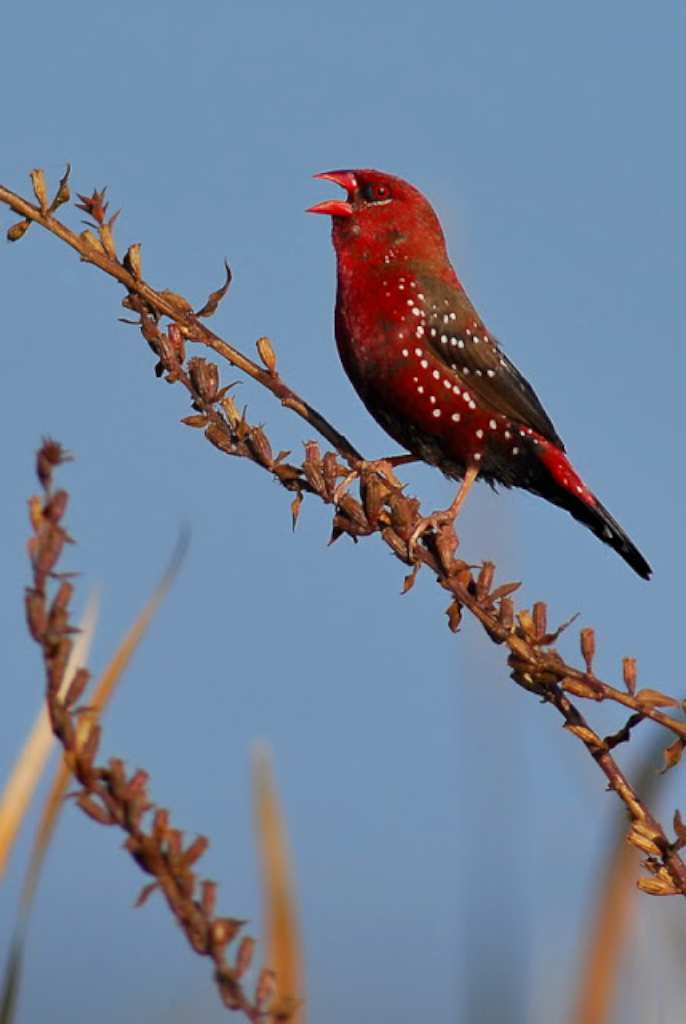 Bengalí rojo - © Atanasio Fernández